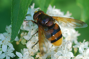 Volucella zonaria